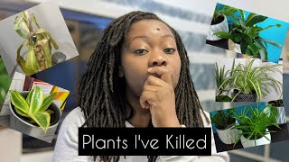 Plants Ive Killed  Yucca Cane Plant Update [upl. by Hcirdla]