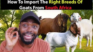 Goat Farming In Africa How To Import Boer Savanna and Kalahari Goats From South Africa [upl. by Oap]