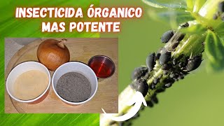 ELIMINA las PLAGAS de tus PLANTAS  INSECTICIDA Organico MAS POTENTE [upl. by Suiddaht897]