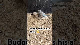 budgie that thinks hes a quial budgie quail birds funny animals pets [upl. by Garris]