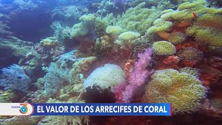 Arrecifes de coral y las millones de razones para preservarlos [upl. by Bedwell]