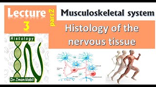 3b Histology of nervous tissue part2Peripheral nervesneurogliaDegeneration and regeneration [upl. by Izy]