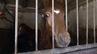 Missstände auf einem Pferdehof Einsatz für die Tierschützer  SPIEGEL TV [upl. by Karina934]