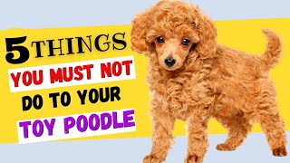 5 Things You Must NOT Do To Your Toy Poodle  All Toy Poodle Owners Must Watch [upl. by Notsehc]