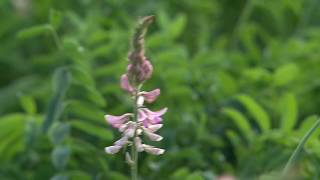 Cotswold Seeds First Hand Sainfoin with Dr Lydia Smith at NIAB [upl. by Aimej924]