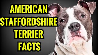 American Staffordshire Terrier Facts  Top 13 Facts You Must Know [upl. by Viviana91]