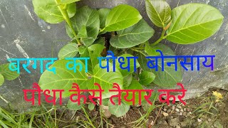 snshiksha बरगद के पौधा से बोनसाई कैसे तैयार करे  banyan tree bonsai kaise banaye snshiksha [upl. by Htehpaj666]