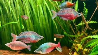 Rainbow Fish  Glossolepis Dorityi [upl. by Acilgna]