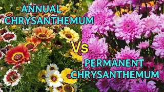 ANNUAL CHRYSANTHEMUM Vs PERENNIAL CHRYSANTHEMUM [upl. by Nadabb]