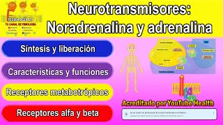 Neurotransmisores  Sistema nervioso  Noradrenalina neurotransmisor  Adrenalina neurotransmisor [upl. by Artiek]