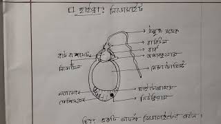 একটি আদর্শ নিডোসাইট Cnidocyte কোষের গঠন  HSC  Arifs Biology Academy [upl. by Georgetta]