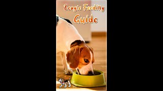 Beagle Feeding Guide shorts [upl. by Sabrina]