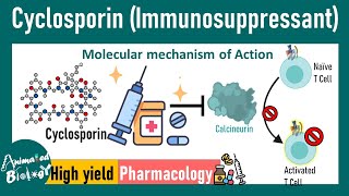 Cyclosporin  Immunosuppressant  How cyclosporin works at molecular level  Pharmacology [upl. by Swetiana]