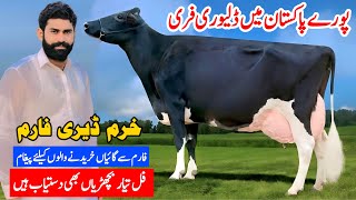 Khuram Dairy Farm  Australian cows  Heifer Farming  Heifers For Sale  Pk Janwar Mandi [upl. by Audras382]