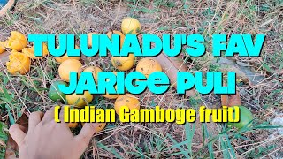 Tulunadus fav Jarige Puli Indian Gamboge fruit SHUTTERBOXFILMS [upl. by Tacy]