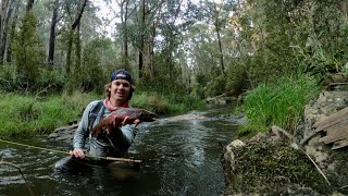 Catching Brown Trout on Small Creeks  Fly Fishing  Victoria Australia [upl. by Zamir]