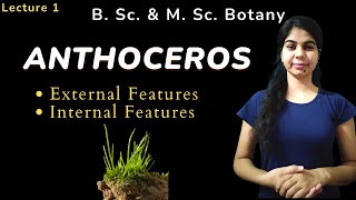 ANTHOCEROS  External Features amp Internal Features  in Hindi  Botany  B Sc amp M Sc [upl. by Astera]