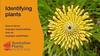 Identifying Isopogon [upl. by Htor]