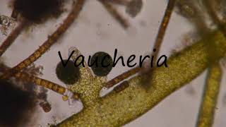 How to Pronounce Vaucheria [upl. by Irolam]