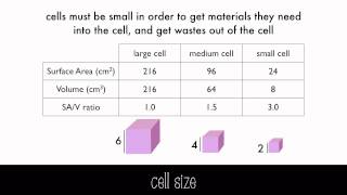 Cell Structure and Functions Animation [upl. by Ahsain645]