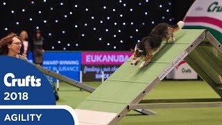 Agility  Championship Final  Crufts 2018 [upl. by Sset583]