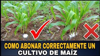 COMO ABONAR CORRECTAMENTE NUESTRO CULTIVO DE MAÍZ  TIPS Y RECOMENDACIONES 🌽 [upl. by Ricker381]