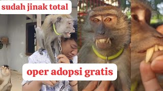 oper adopsi gratis dari kandang primata Bekasi monyet hasil rescue dari damkar Cibitung [upl. by Vladimir]