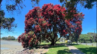 Pohutukawa the New Zealand Christmas Tree 🇳🇿 [upl. by Kjersti]