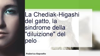 Sindrome di ChédiakHigashi quando il pelo del gatto si diluisce [upl. by Llerrac75]