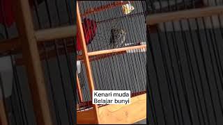 kenari f1 belajar bunyi kicaumania kicau meme memes burung kenari [upl. by Amathiste76]