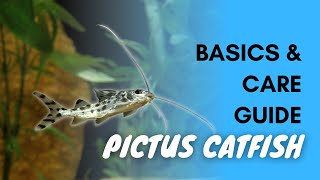 Pictus Catfish Basics And Care [upl. by Dieter195]