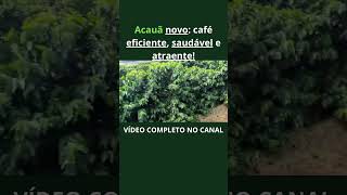 acauã novo produtordecafe agronomia técnicoagrícola plantas safradecafe agronegócio agro [upl. by Eseeryt]