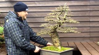 BONSAI quotMY RESTYLED OLD YAMADORI LARCHquot PART II [upl. by Kavita]