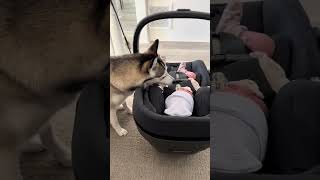 Sapphie the pomsky Introducing Sapphie to our newborn [upl. by Justis]