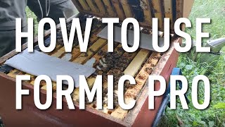 How to Use Formic Pro to Fight Varroa Mites in Honey Bees [upl. by Mitchael]