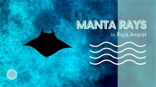 Manta Rays in Raja Ampat  Indonesia drone  underwater [upl. by Eelana276]