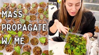 Propagate 100 Plants  How To Mass Propagate Houseplants Tips amp Tricks [upl. by Aidroc]