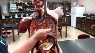 AampP1 Lab1 Anatomical Directional Terms Planes and Body Cavities [upl. by Wilburn]