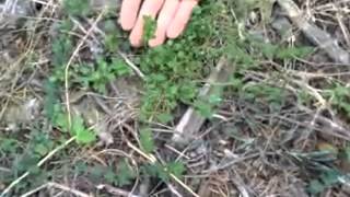 Wild Plants With Tim Corcoran And Ben Greenfield Video 4 Chickweed [upl. by Dnalon444]