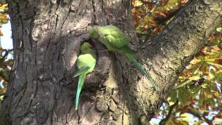 Papegaaien Vondelpark [upl. by Garvy]