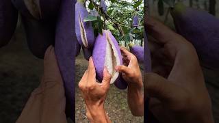 Chinas New Fruit Looks Just Like Brinjal shortsvideo [upl. by Ameerahs]