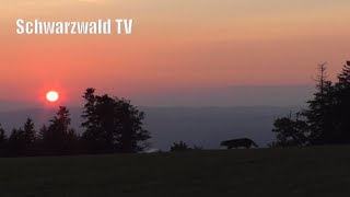 🌞🐈 Katze sucht Mäuse während Sonnenuntergang bei RickenbachJungholz 🎼 mit Musik von Stefan Ruesche [upl. by Nidnal436]