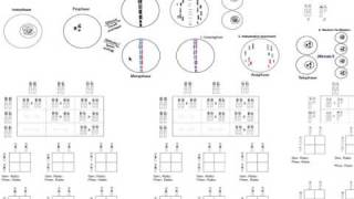 Basic Genetics Part 1 [upl. by Eeralih]