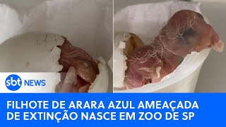 Filhote de arara azul ameaçada de extinção nasce em Zoo de São Paulo [upl. by Baillie944]