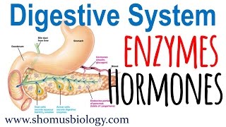 Digestive enzymes and hormones [upl. by Soisatsana]