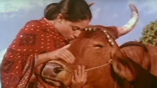 Jaya Bachchans bond with a cow  Gaai Aur Gori  Bollywood Scene 120 [upl. by Rinna]