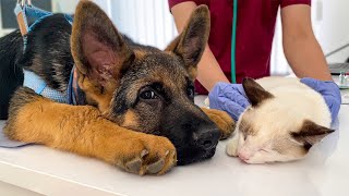 German Shepherd Puppy and Kittens First Visit to the Vet [upl. by Betteann897]