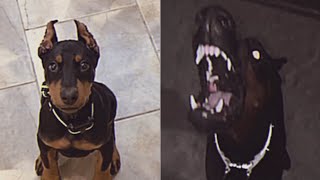 DOBERMAN TIKTOK ANIMALS shorts doberman dog tiktok [upl. by Zoltai736]