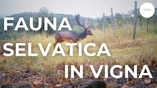 fauna selvatica in vigneto videotrappola [upl. by Nylicaj]