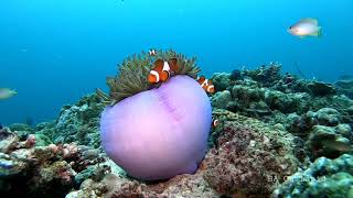 Clownfish and Sea Anemone  Gopro Underwater Video [upl. by Selwyn]